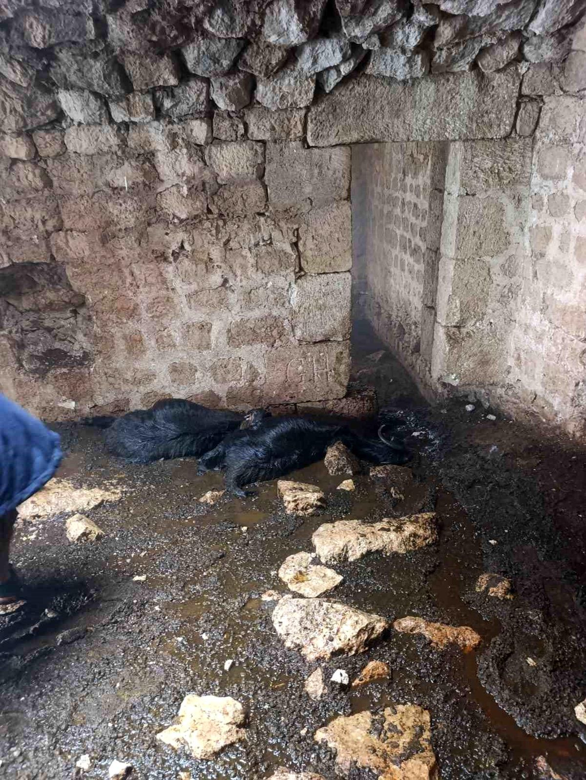 Tarsus'ta ahıra yıldırım düştü: 5 küçükbaş hayvan telef oldu