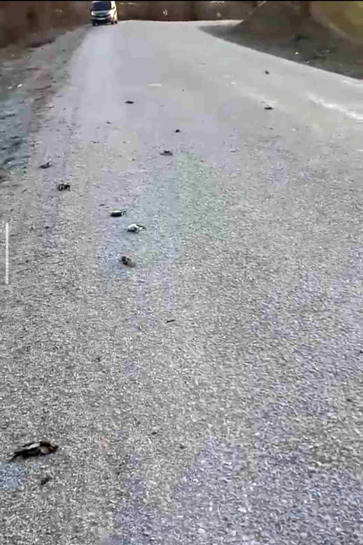 Kastamonu'da onlarca kuş yolda telef olmuş halde bulundu