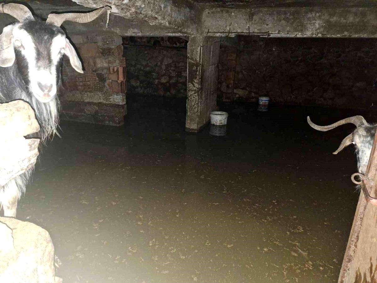 Sel ahırı bastı, 12 keçi ekipler tarafından kurtarıldı