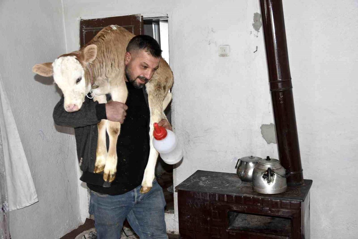 Tatvan'da hasta buzağıya evde özel bakım