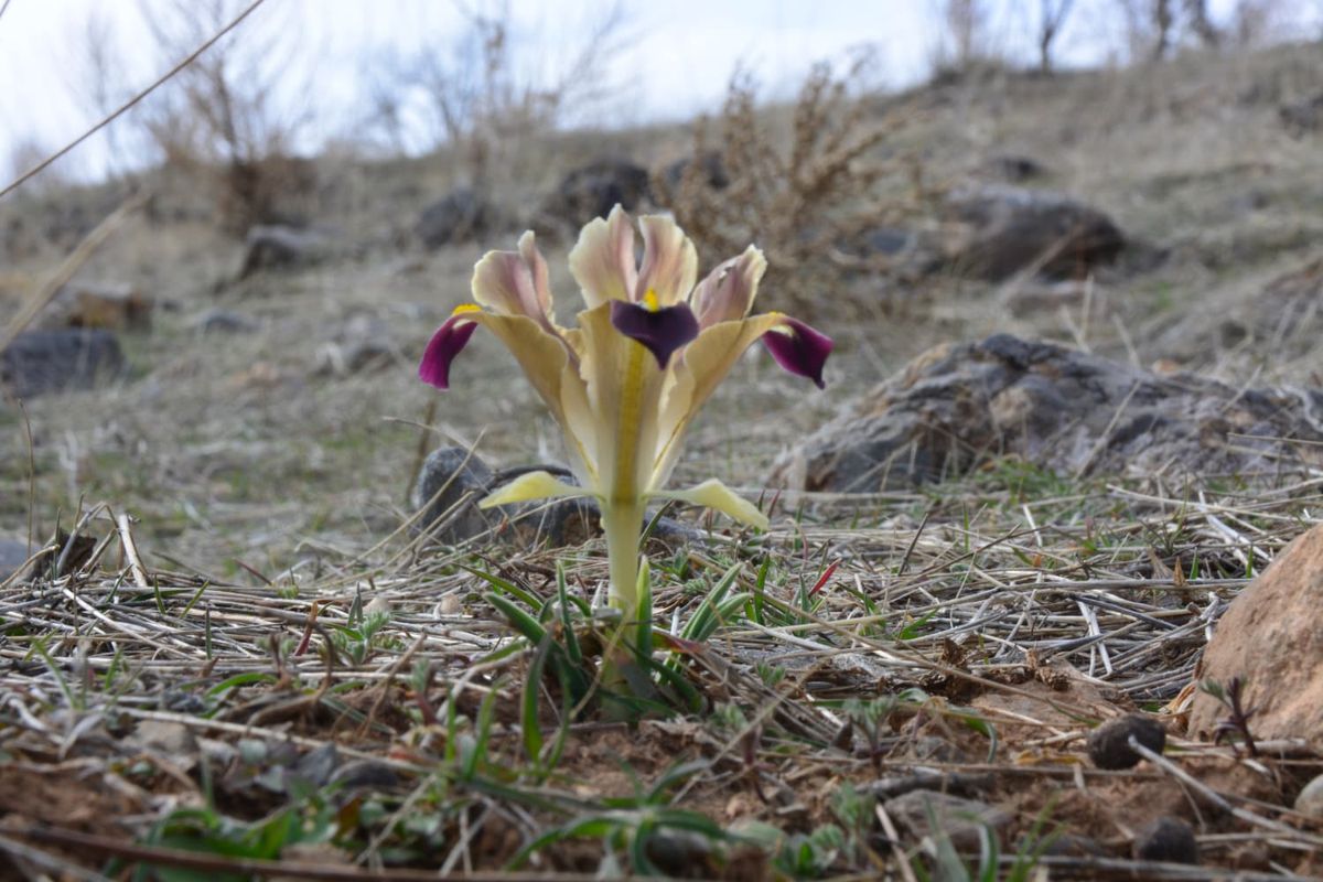 Yahyalı'da Nevruz Çiçekleri Açtı