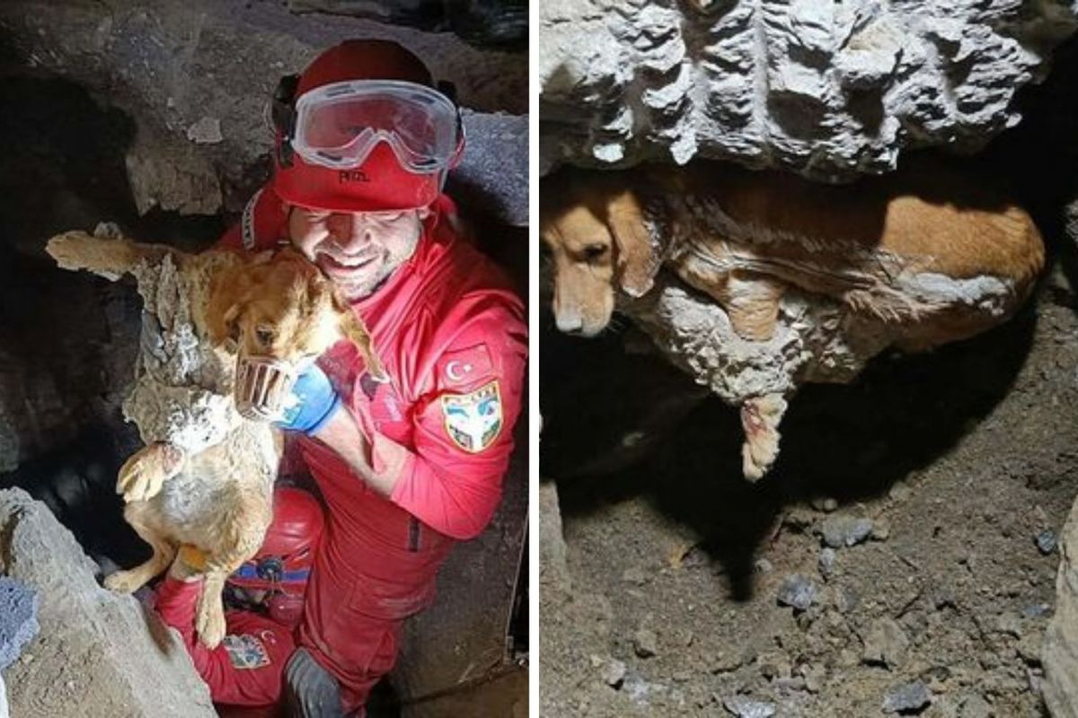 Kuruyan betonda mahsur kalan 'Paris', 7 saat sonra özgürlüğüne kavuştu
