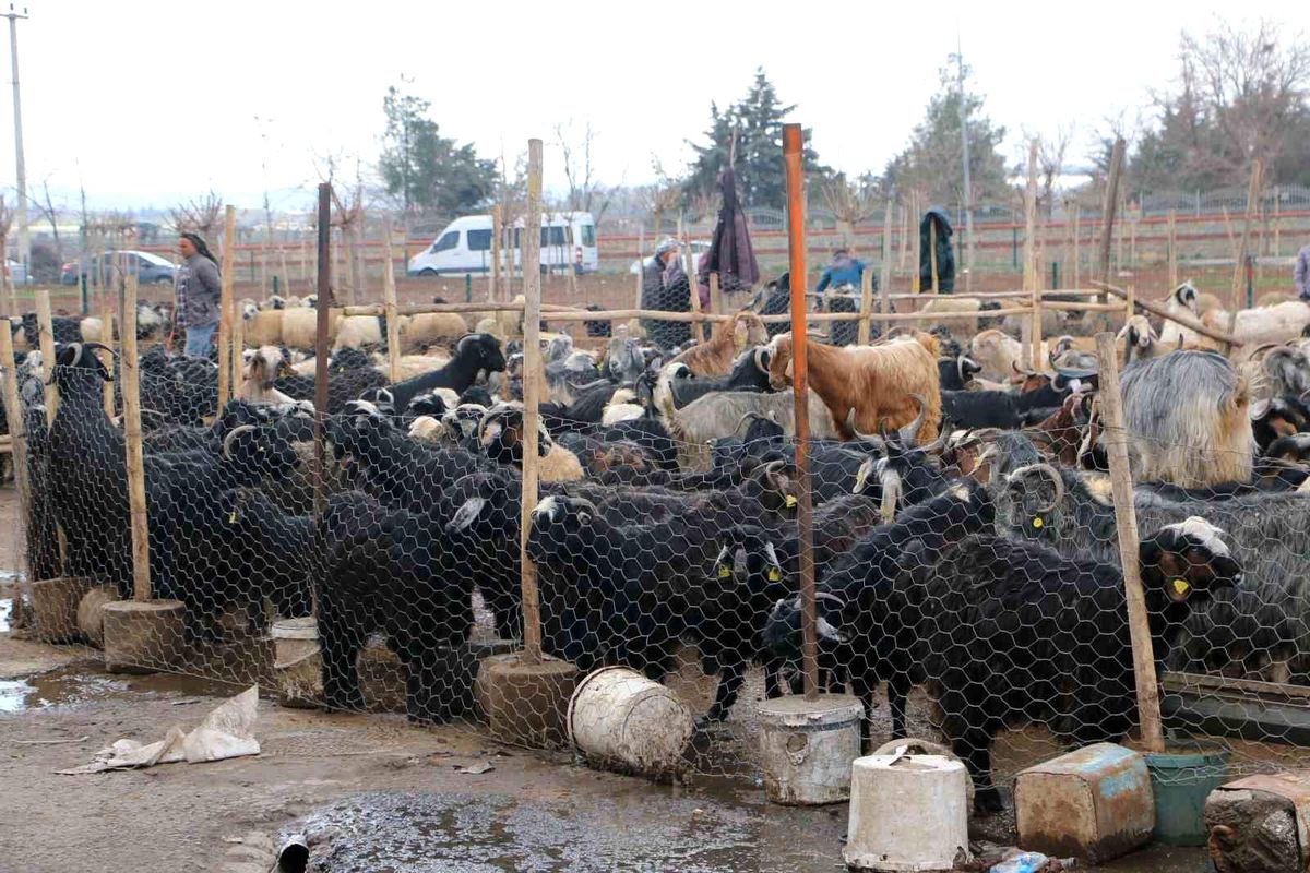 Diyarbakır'da vatandaşlar sofralara bırakacağı eti canlı hayvan pazarından almayı tercih ediyor