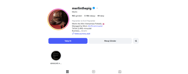 adini dunya rekorlarina yazdiran domuz merlin 19674885 3797 m