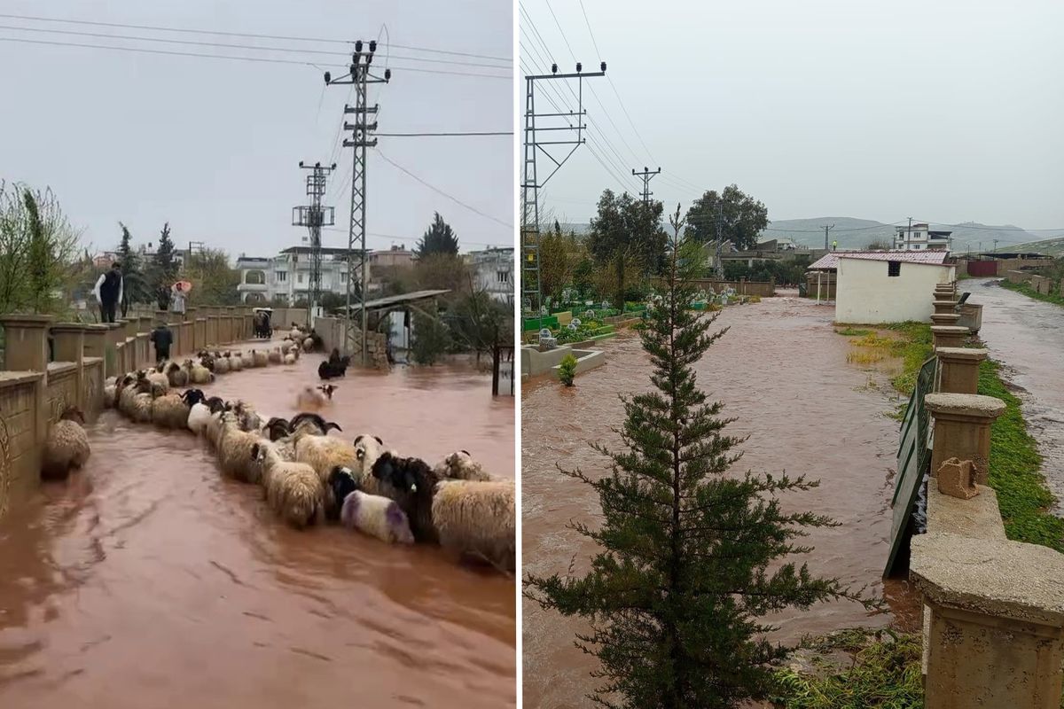 Hatay'da çoban kuzuları sele kapılmaktan son anda kurtardı
