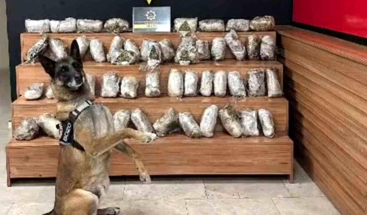 Şanlıurfa'da 17 kilo 550 gram skunk ele geçirildi