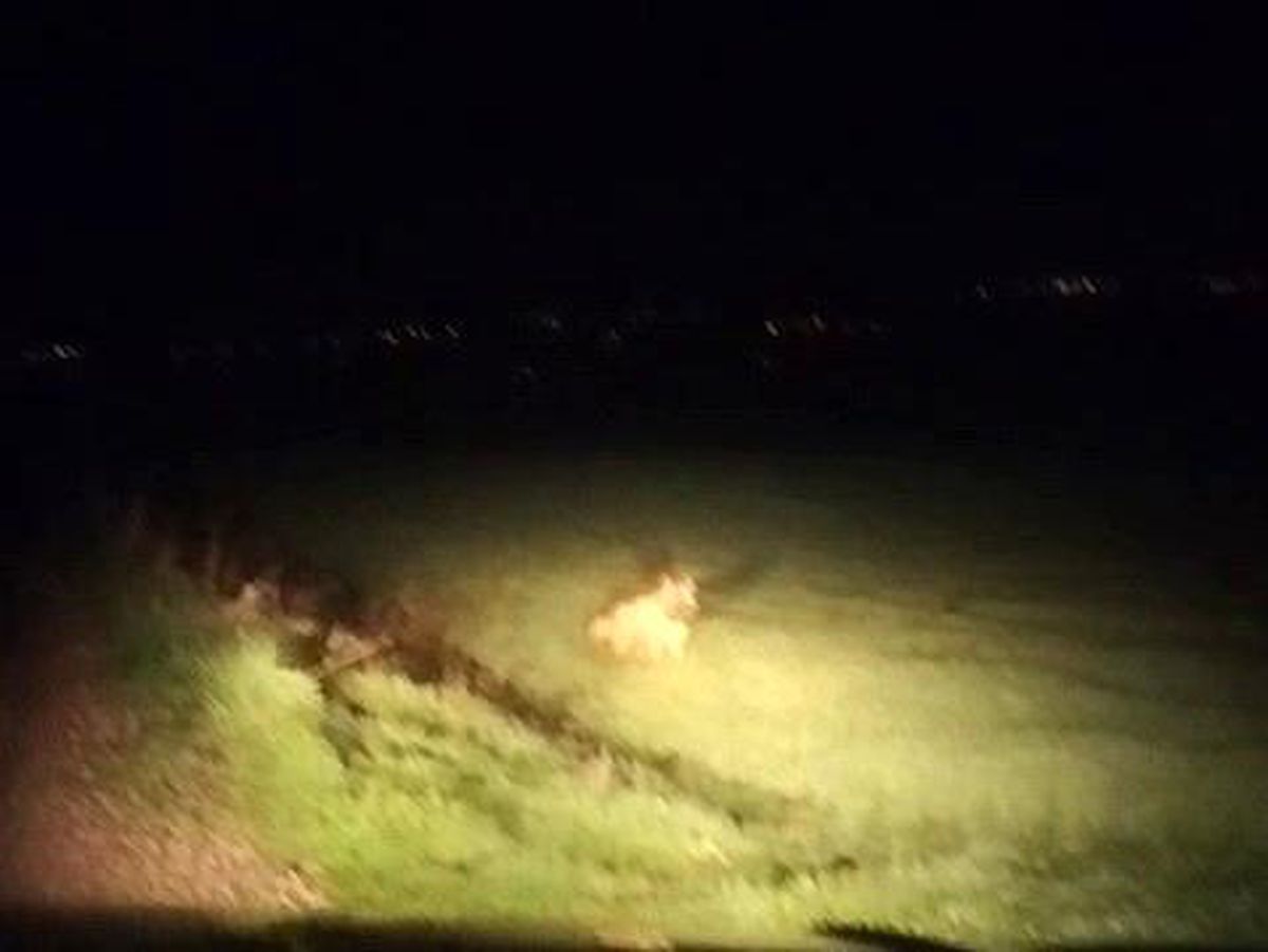 Adıyaman'da çizgili sırtlan görüldü