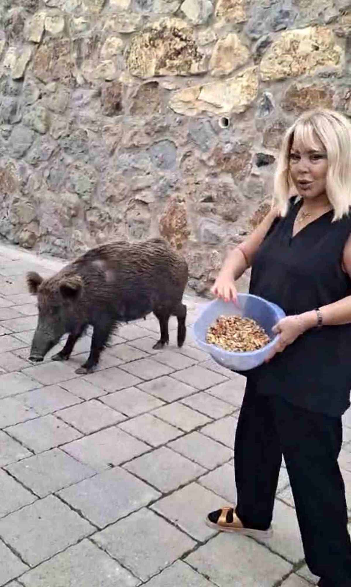 Safiye Soyman kapısına gelen domuzu elleriyle besledi