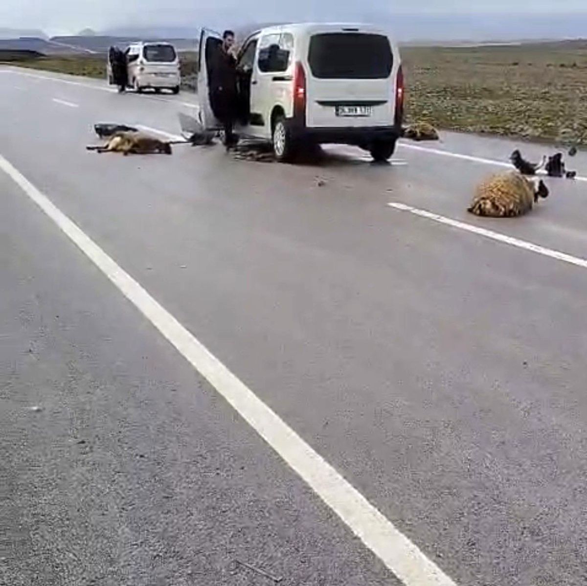 Şanlıurfa'da araç koyun sürüsüne çarptı: 10 koyun telef oldu
