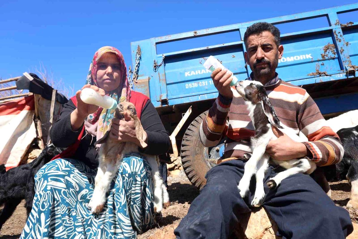Akaryakıt karıştığı iddia edilen yağmur suyu birikintisinden içerek telef olan küçükbaş hayvanların yavrul...