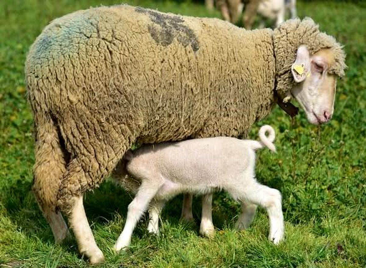 Üniversitenin yavru kuzuları anaları ile buluştu