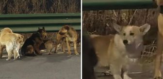 7 köpeğin kesimhaneden inanılmaz firarı: Askeri disiplinle 16 kilometre yürüdüler!'