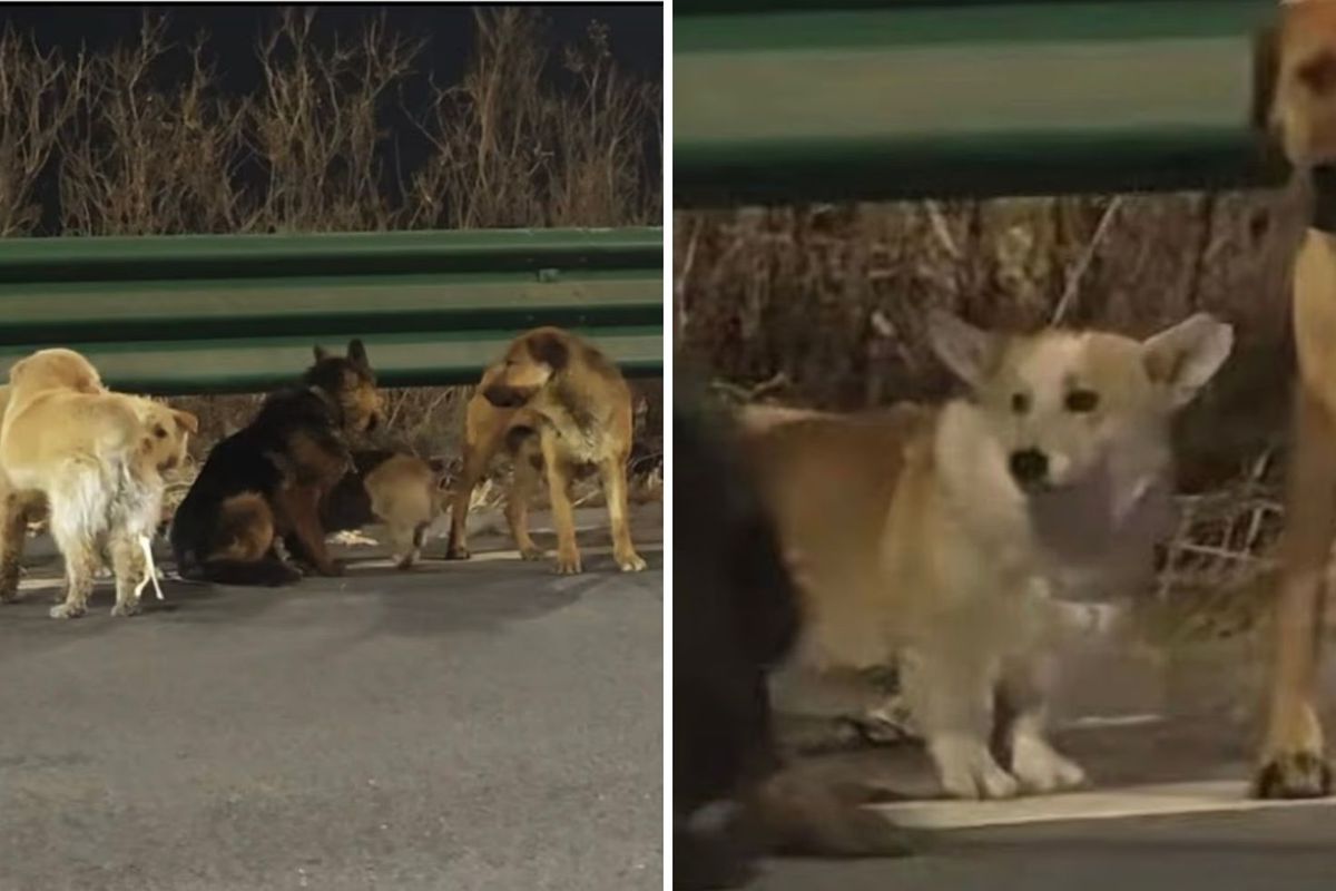 7 köpeğin kesimhaneden inanılmaz firarı: Askeri disiplinle 16 kilometre yürüdüler!"