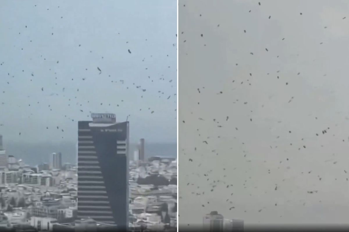 Tel Aviv'de karga istilası! İzleyen herkes aynı yorumu yapıyor