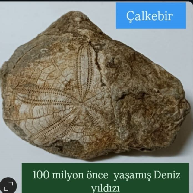 baklan da milyonlarca yillik deniz yildizi fosili 19689074 3307 m