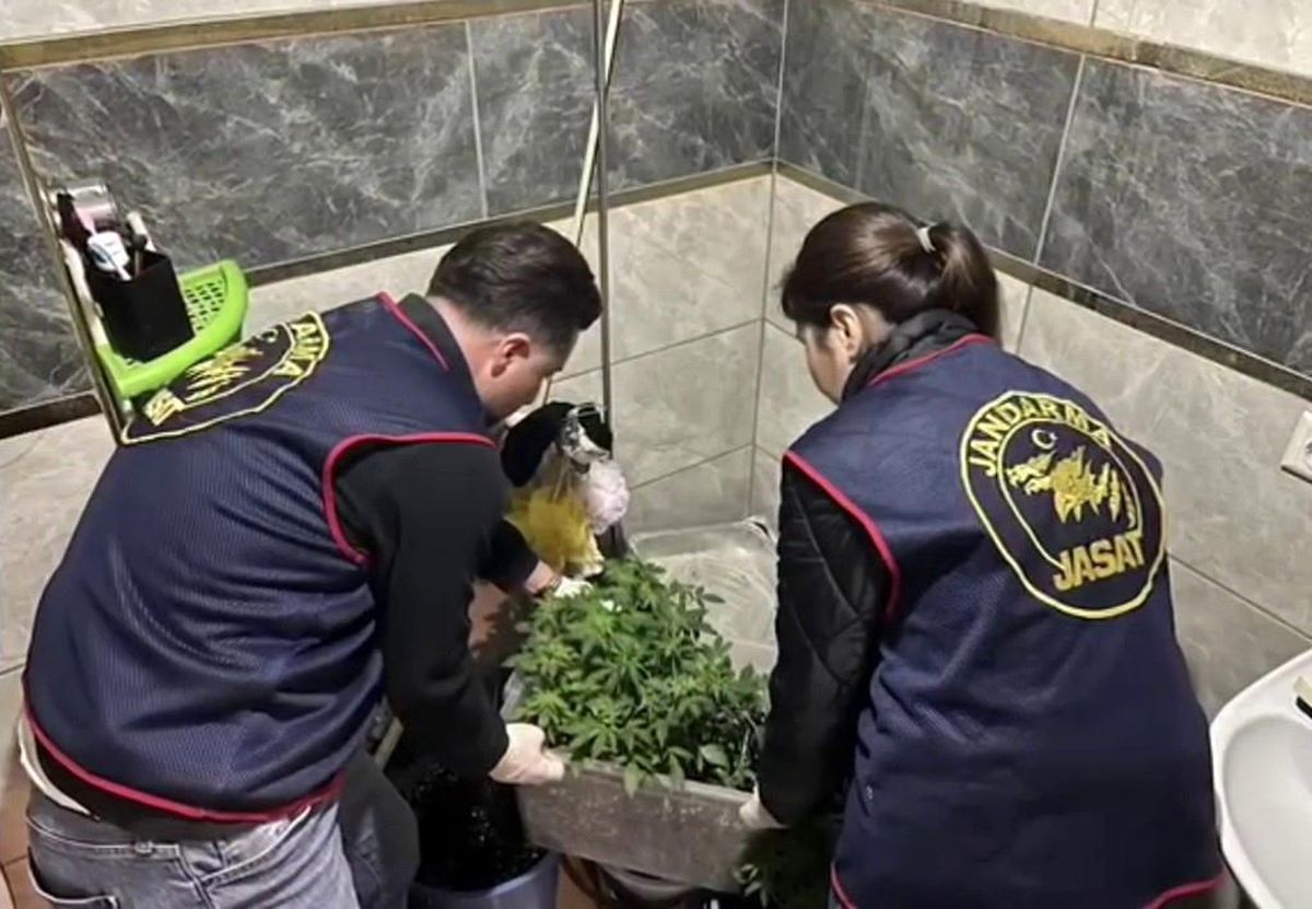 Evlerinde saksı içerisinde kenevir yetiştiren tacirlere operasyon