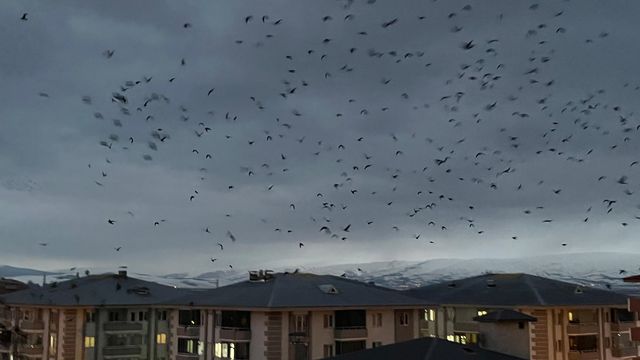 ardahan da binlerce karga gokyuzunu kapladi 3 19698345 o