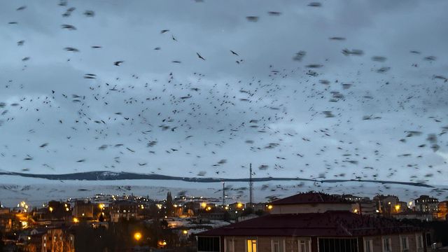 ardahan da binlerce karga gokyuzunu kapladi 4 19698345 o