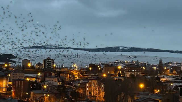 ardahan da binlerce karga gokyuzunu kapladi 5 19698345 o