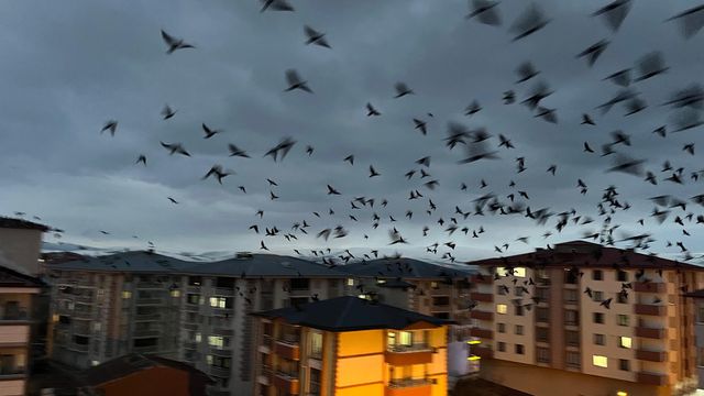 ardahan da binlerce karga gokyuzunu kapladi 6 19698345 o