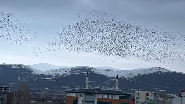ardahan da binlerce karga gokyuzunu kapladi 8 19698345 o
