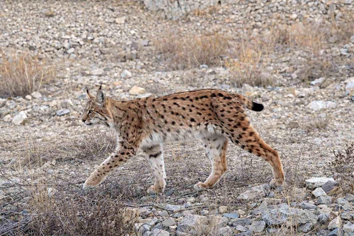 IUCN kırmızı listesinde yer alıyor: 'Ormanın hayaleti' en net haliyle görüntülendi