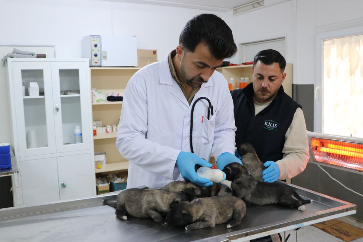 Kilis'te prefabrik yapıda çıkan yangında kurtarılan 6 yavru köpek tedaviye alındı