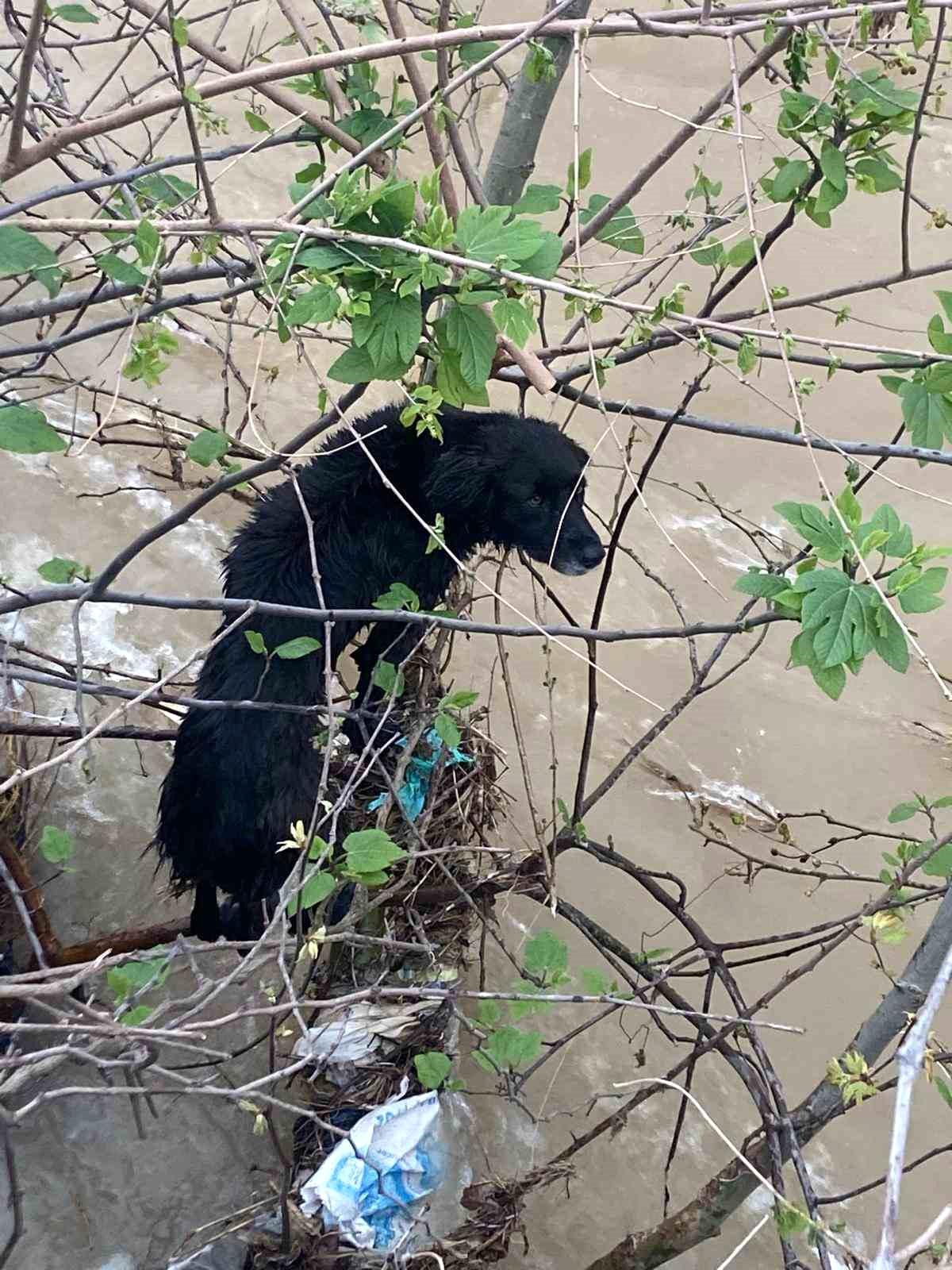 Dereye düşen köpek zorlu operasyonla kurtarıldı