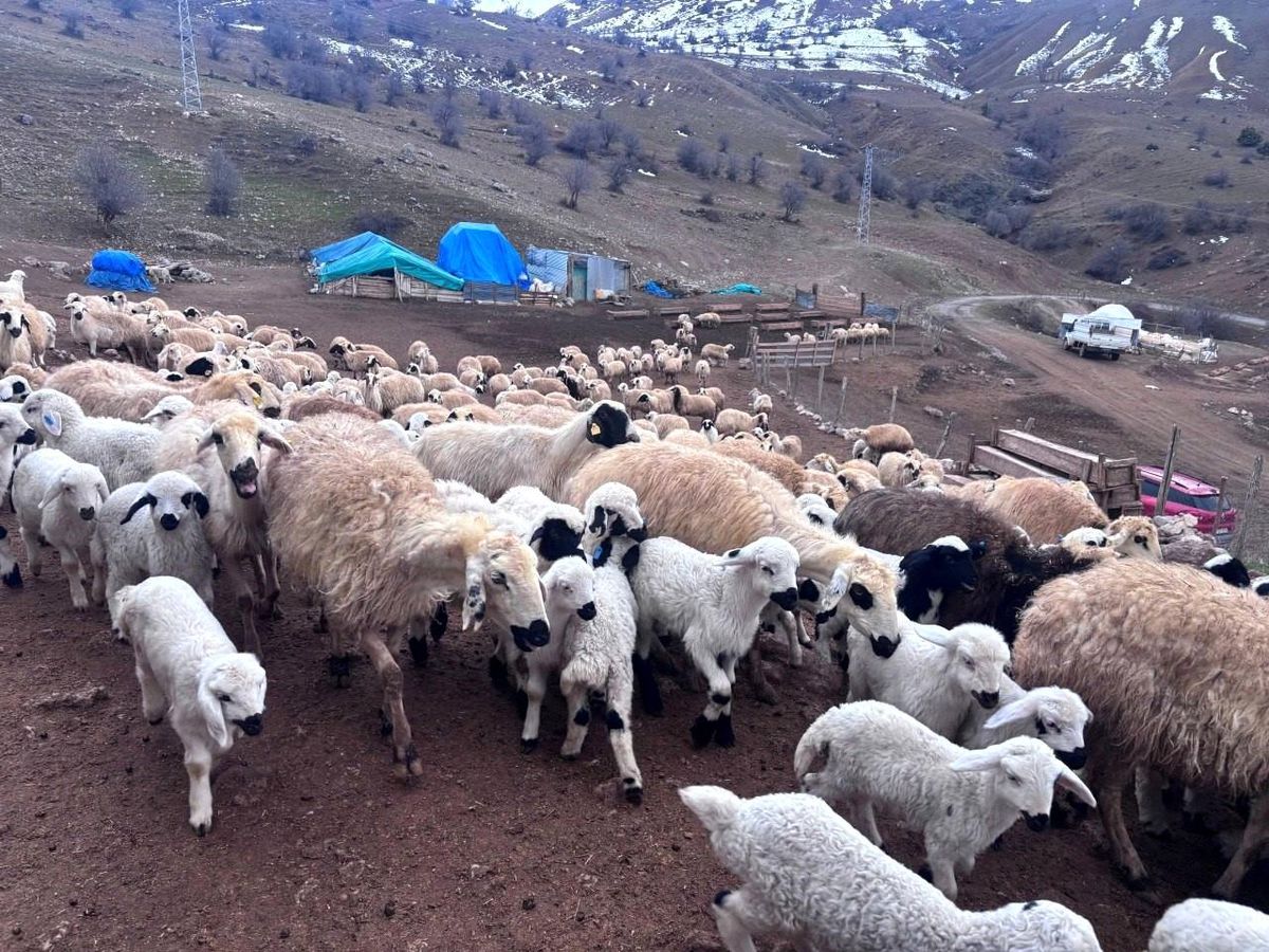 Erzincan'da baharın gelişiyle koyun-kuzu buluşmaları renkli görüntüler sundu