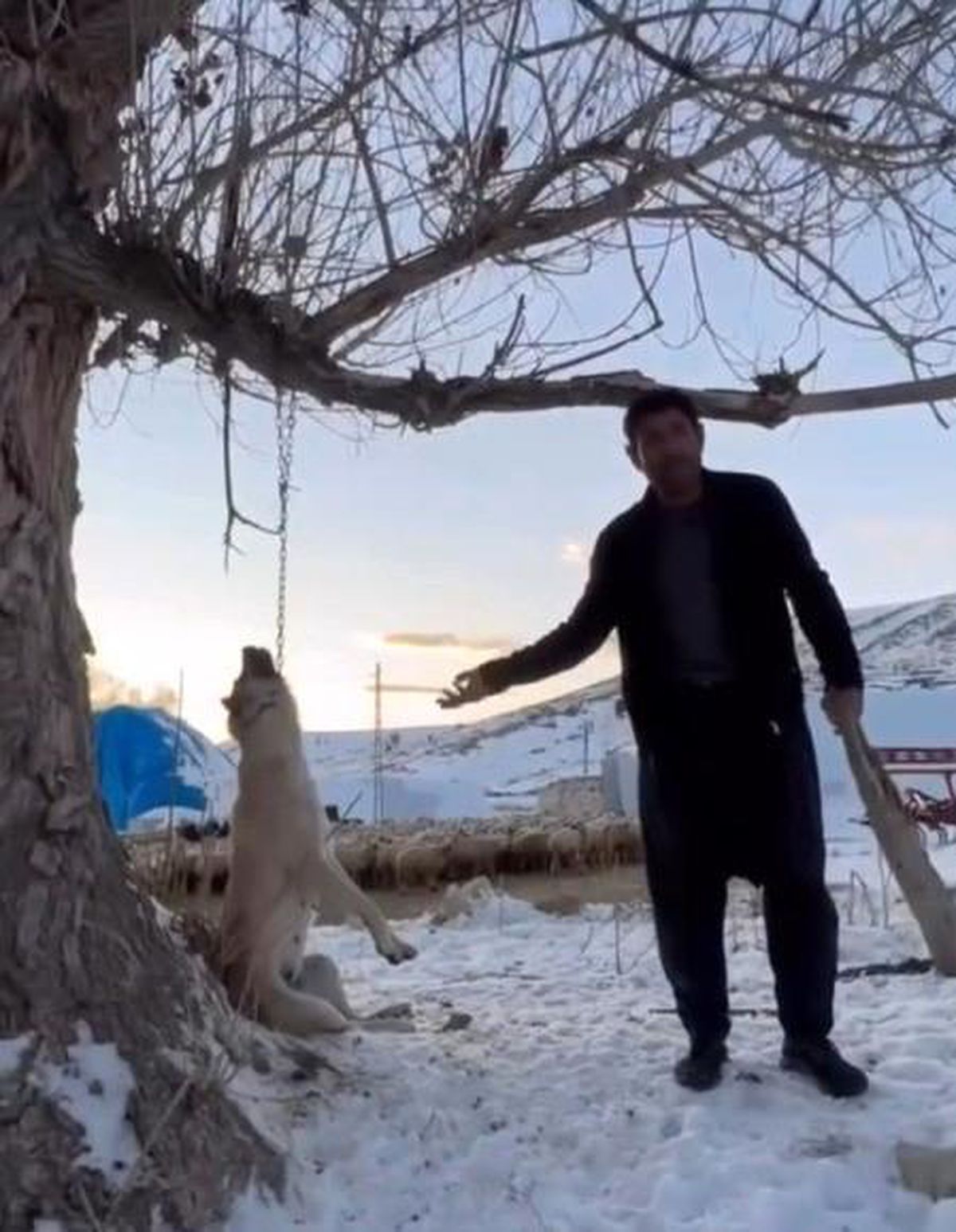 Köpeği zincirle ağaca asarak öldüren şahıs gözaltına alındı