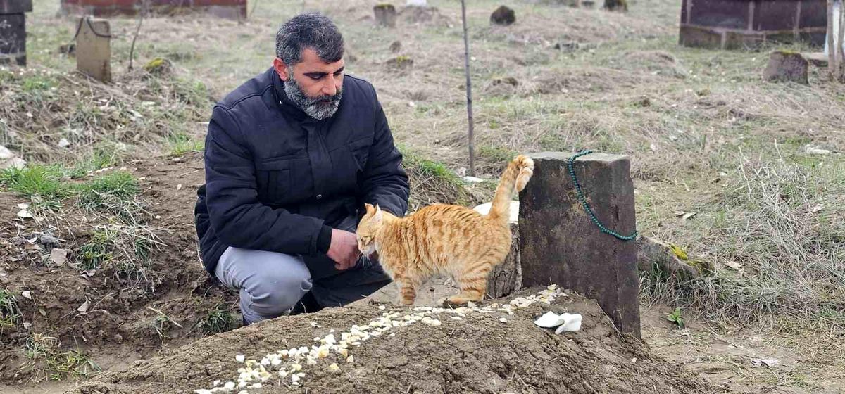 Muş'ta 9 gün önce öldürülen adamın kedileri mezarının başından ayrılmıyor