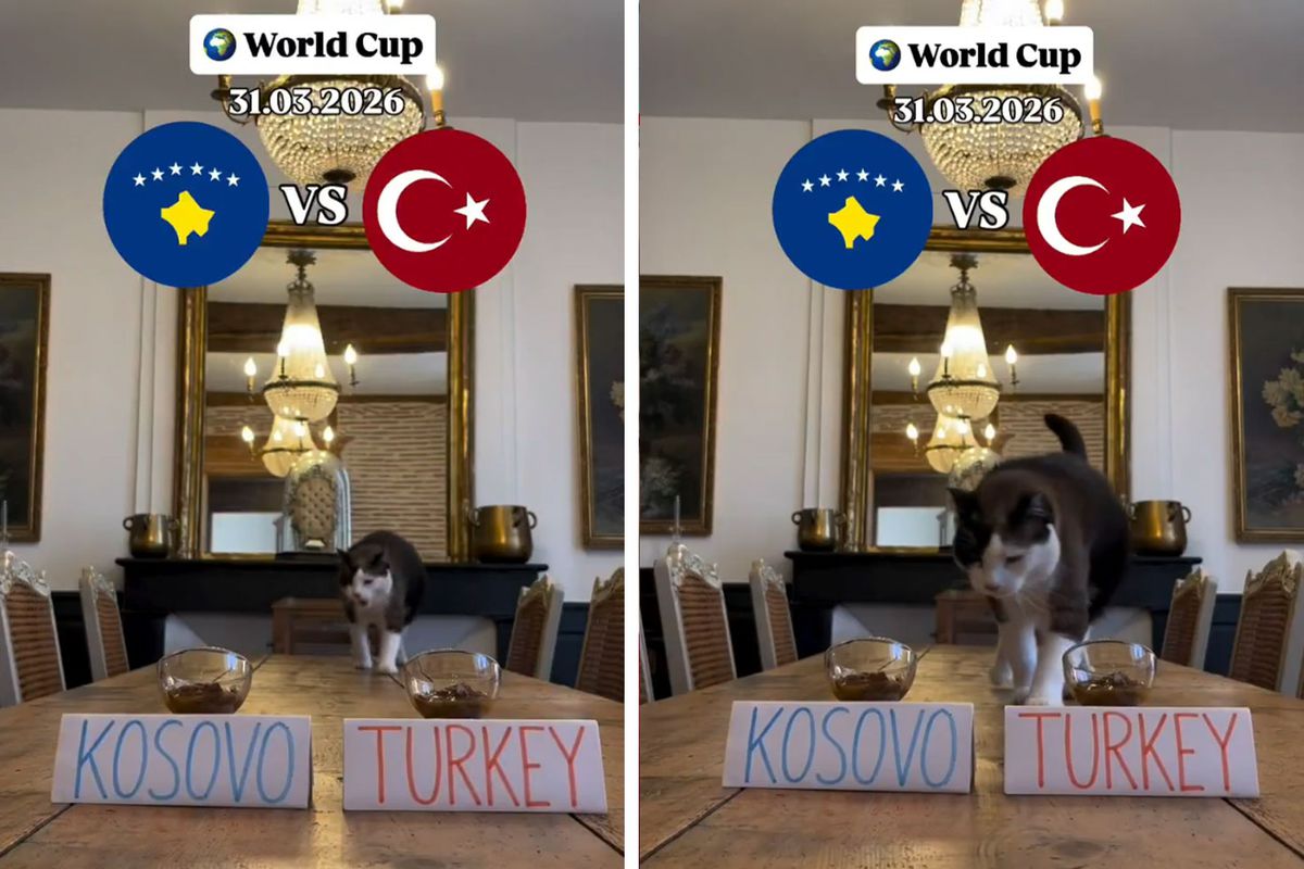 "Nimbus The King" isimli kedi Kosova - Türkiye maçının kazananını tahmin etti