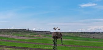 Afrika'dan Dicle Vadisi'ne gelen leylekler bu yıl besin sıkıntısı yaşamayacak