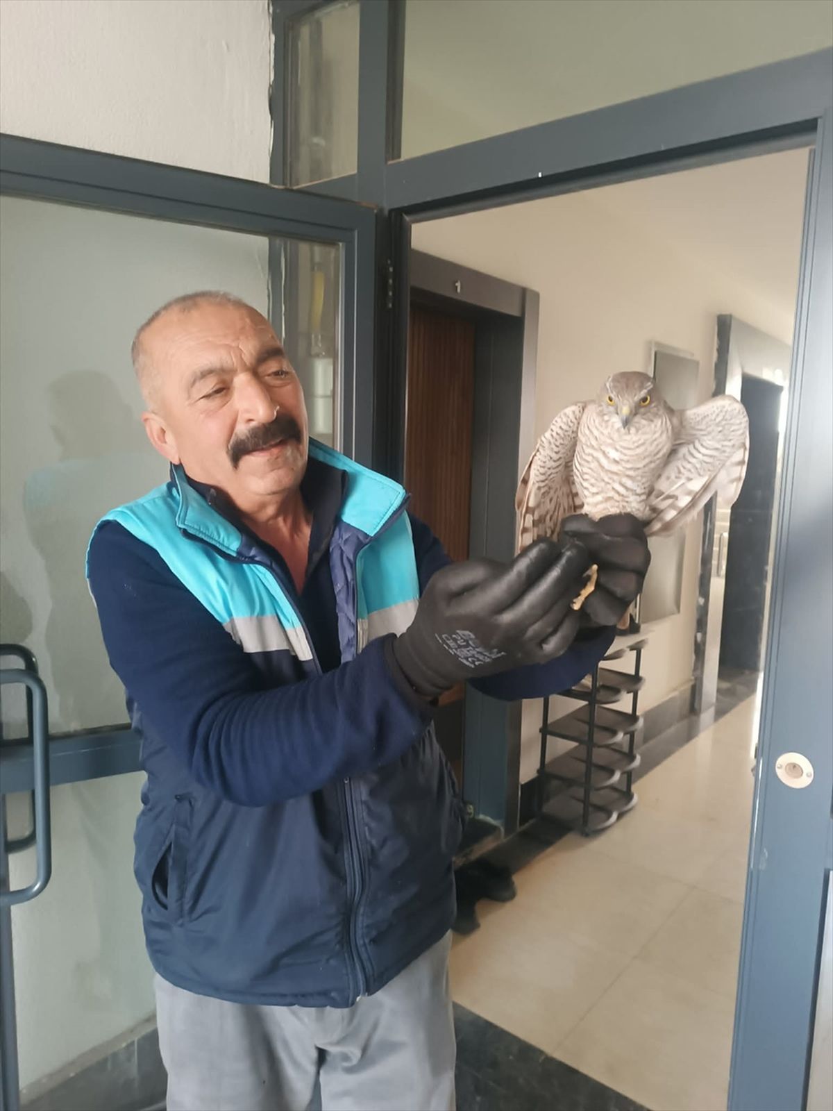 Apartmanda yakaladığı atmacayı doğaya geri bıraktı