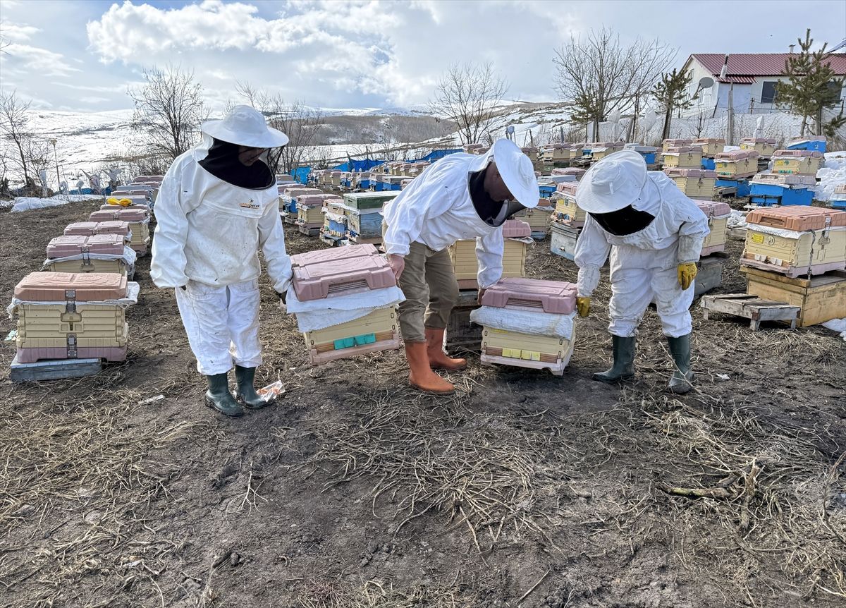 Ardahan'da kovanlar bahara kayıpsız açıldı, bal üreticileri sezona umutla başladı
