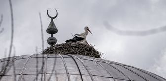 'Baharın müjdecisi' leylekler cami kubbesine 16 yıldır yuva yapıyor