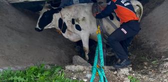 Batman'da sulama kanalında mahsur kalan 2 inek kurtarıldı