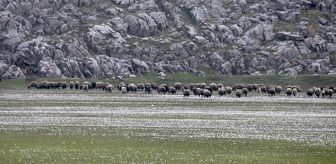 Bitlis'te 'baharın müjdecisi' çiğdemler doğaya renk kattı