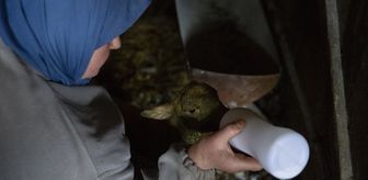 Bolu'da dördüz yavrulayan koyun yetiştiricisini sevindirdi