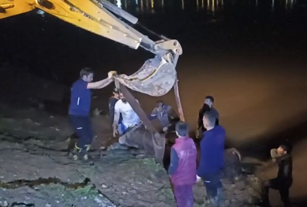 Cizre'de nehre düşen inek iş makinesiyle kurtarıldı
