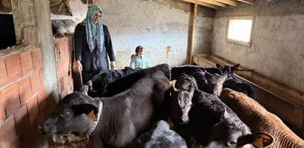 Devlet desteğinden yararlanan kadın çiftçi büyükbaş hayvan sürüsünü büyüttü