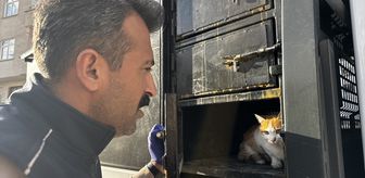 Elazığ'da yaralı halde bulunan kedinin tedavisi tamamlandı
