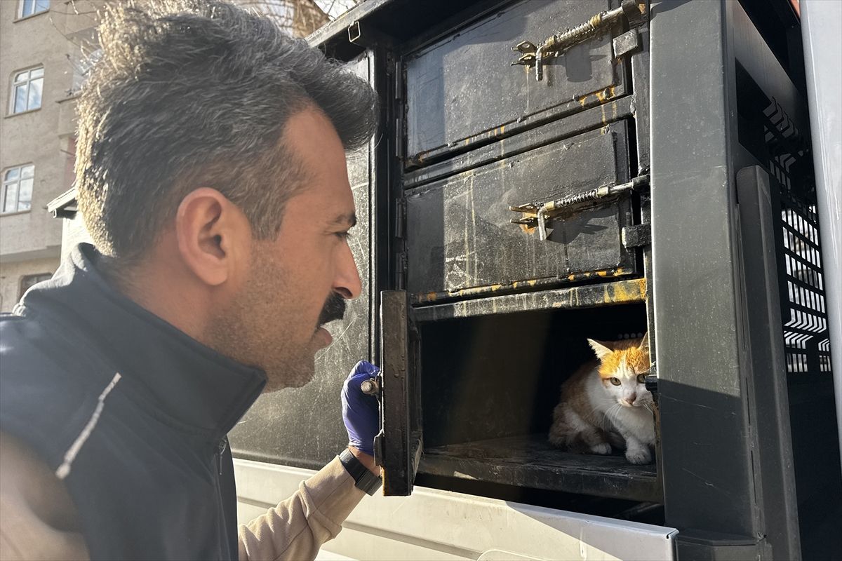 Elazığ'da yaralı halde bulunan kedinin tedavisi tamamlandı