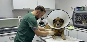 Havladığı gerekçesiyle silahla vurulan sahipsiz köpek yapılan tedaviyle sağlığına kavuştu