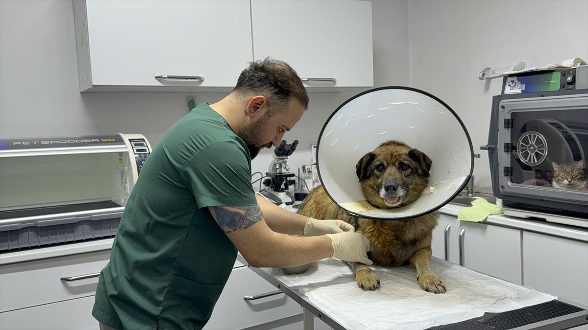 Havladığı gerekçesiyle silahla vurulan sahipsiz köpek yapılan tedaviyle sağlığına kavuştu
