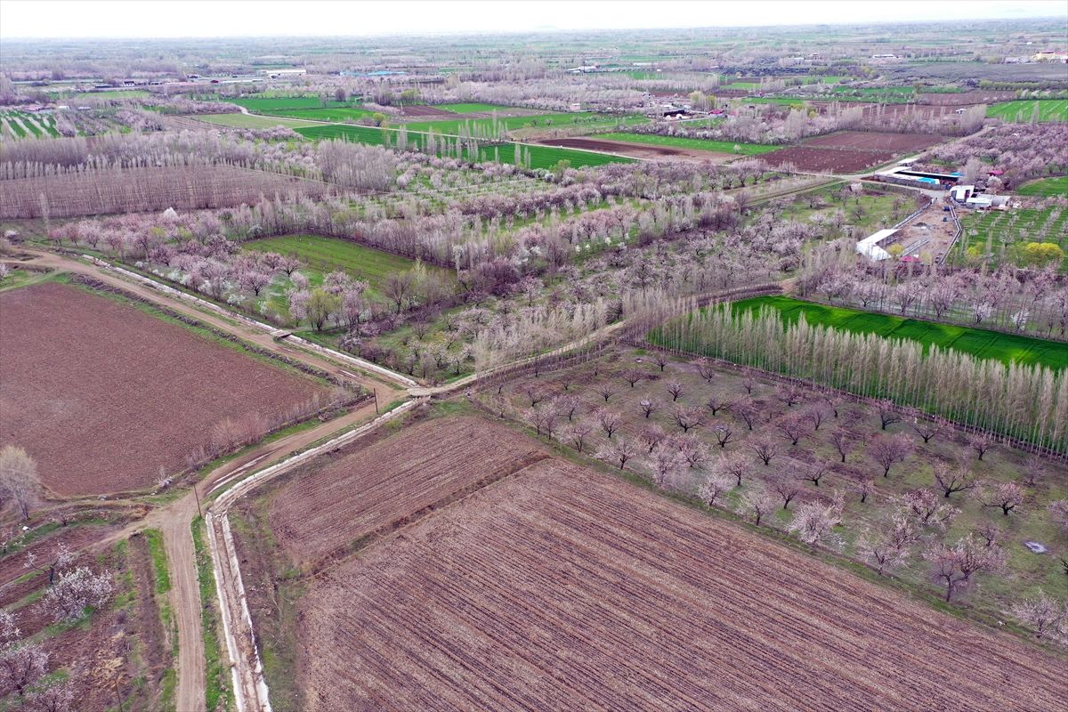 Iğdır'daki kayısı ağaçları çiçek açtı