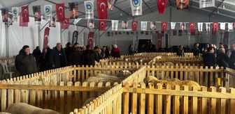 Küçükbaş hayvanlarda stres verimi düşürüyor