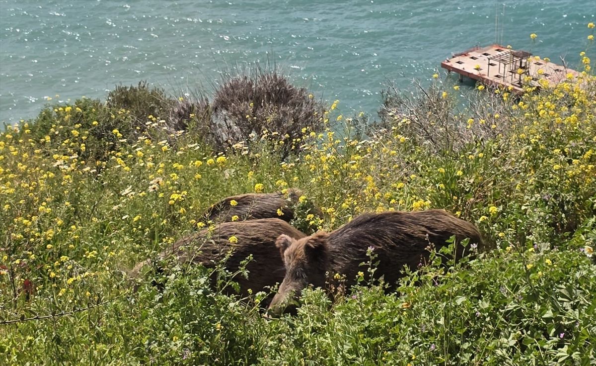Kuşadası'nda yaban domuzları ilçe merkezine indi