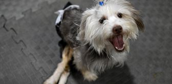 Sahibi vefat eden engelli köpek Yumoş, iyileşip yeni yuvasına koşacağı günü bekliyor