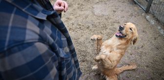 Sahipsiz köpekler eğitim ve rehabilitasyon süreciyle yeni hayatlarına hazırlanıyor